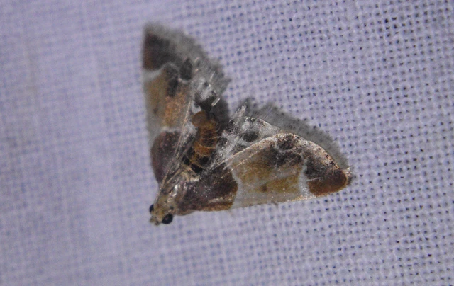 Pyralis farinalis - lisztilonca