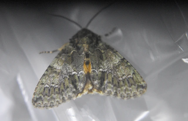 Polyphaenis sericata - selyemfényű erdeibagoly