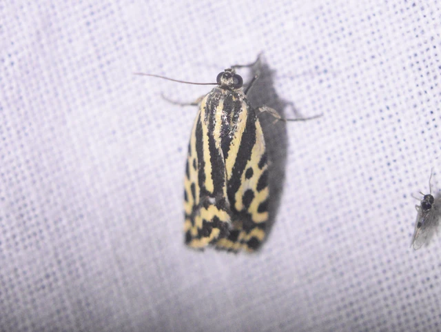 Emmelia trabealis - zebrabagoly