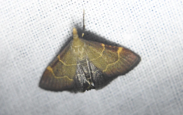 Hypsopygia rubidalis - vörös fényilonca
