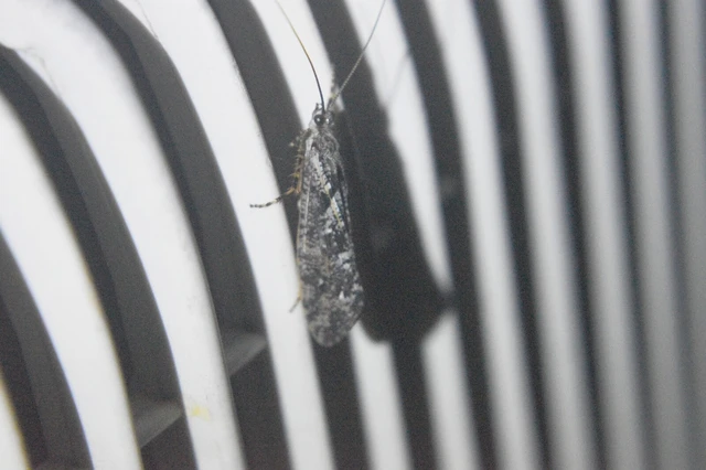 Trichoptera - Tegzesek