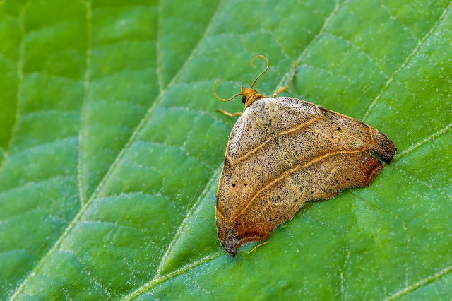 Laspeyria flexula - zuzmóbagoly