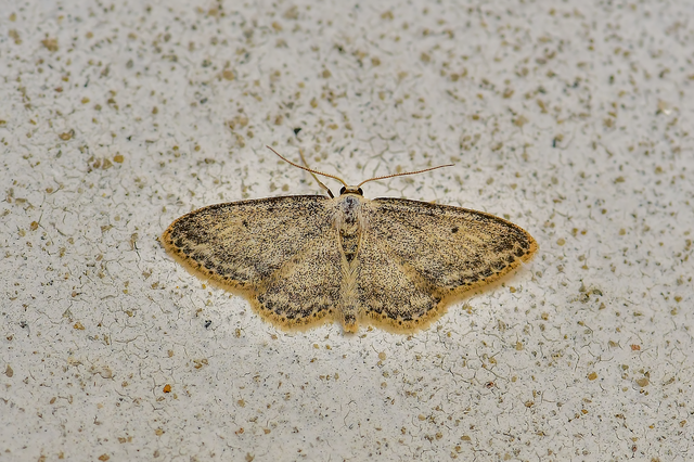 Idaea seriata - szürke apróaraszoló