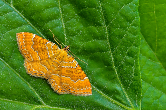 Camptogramma bilineata - kétvonalas sávosaraszoló