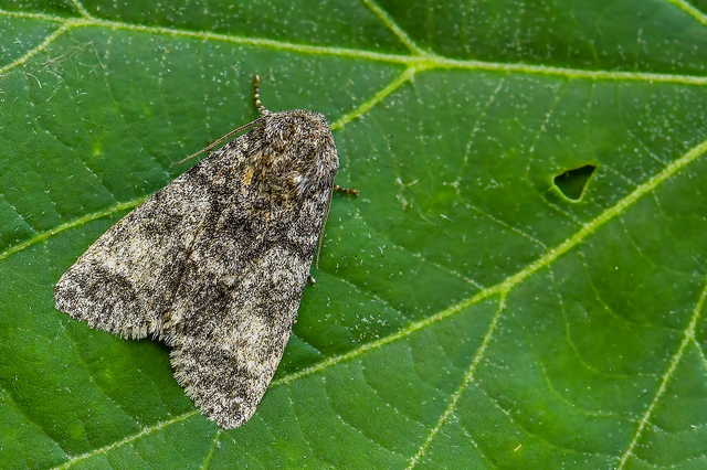 Acronicta megacephala - nagyfejű szigonyosbagoly