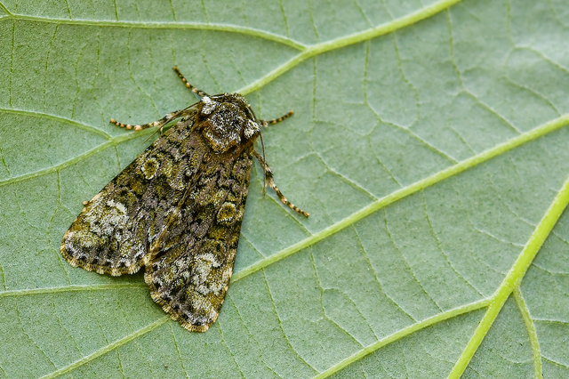 Craniophora ligustri - fagyalbagoly
