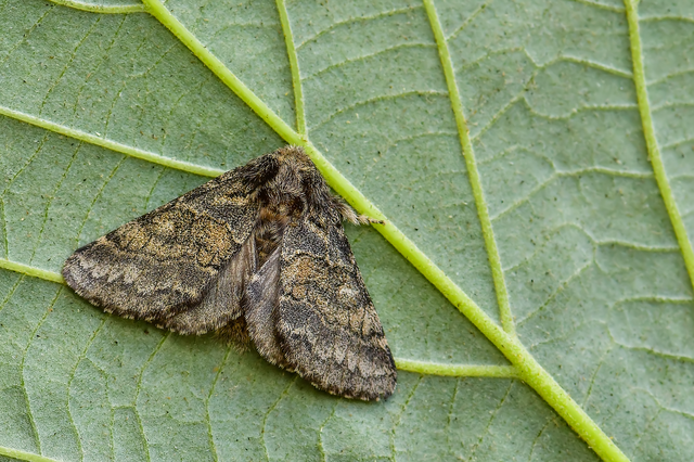 Gluphisia crenata - kormos púposszövő