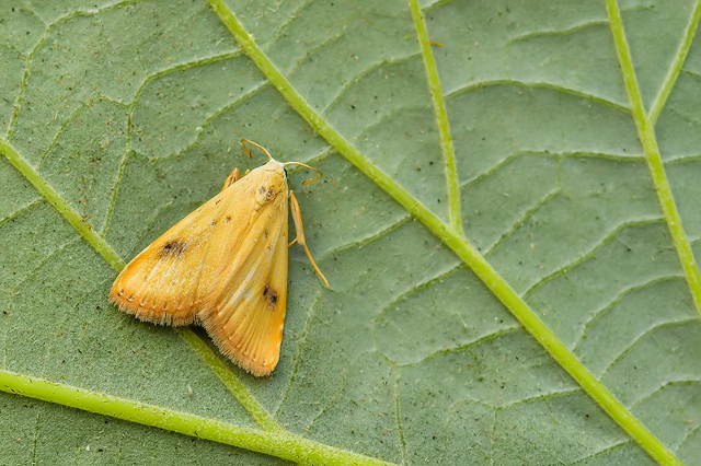 Rivula sericealis - selymes lórombagoly