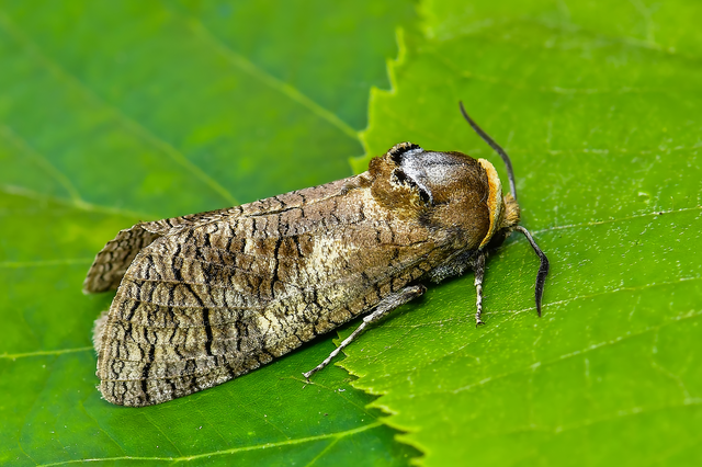 Cossus cossus - fűzfarontólepke
