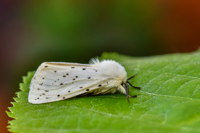 Spilosoma lubricipedum - tejszínű medvelepke