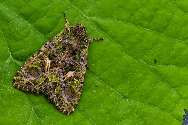 Trachea atriplicis - nyári zöldbagoly