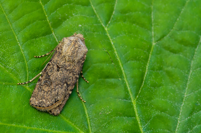 Agrotis segetum - vetési földibagoly