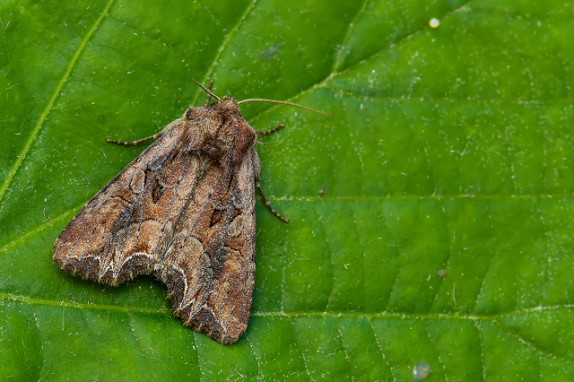 Lacanobia suasa - tarka kertibagoly