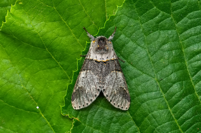 Furcula bifida - kis púposszövő