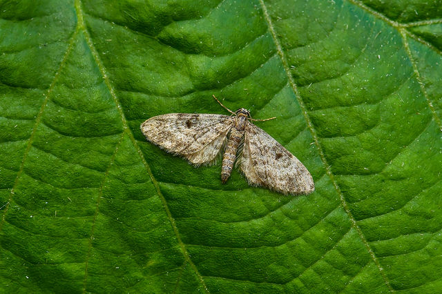 Eupithecia tantillaria - feketegyűrűs törpearaszoló