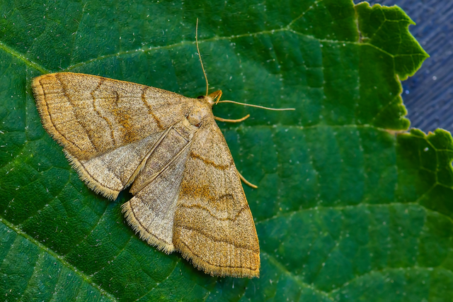 Herminia tarsicrinalis - szőröslábú karcsúbagoly