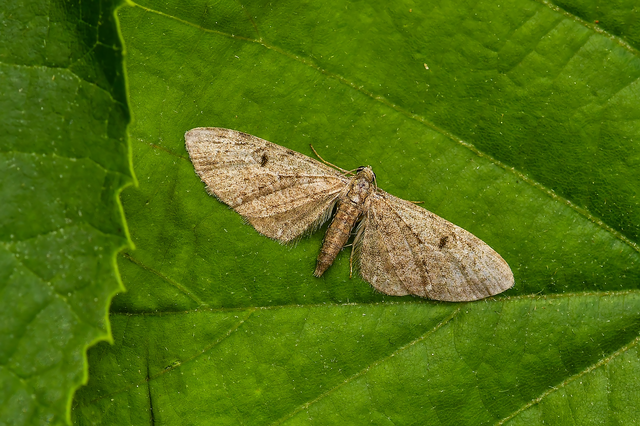 Eupithecia