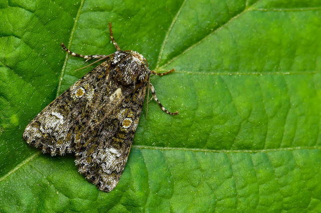 Craniophora ligustri - fagyalbagoly