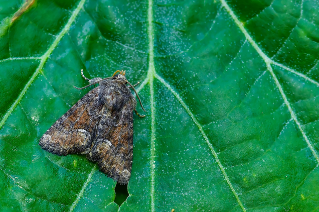 Oligia strigilis/latruncula/versicolor