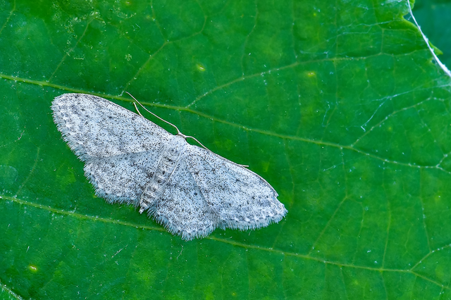 Idaea seriata - szürke apróaraszoló