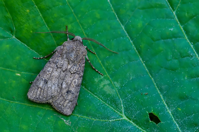 Agrotis segetum - vetési földibagoly