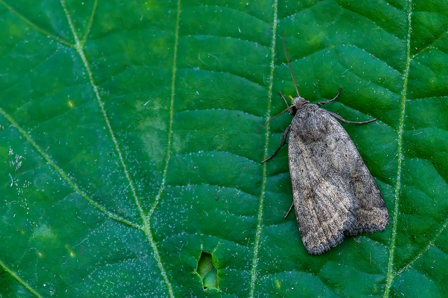Athetis gluteosa - nyugtalan lápibagoly