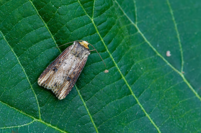 Axylia putris - vonalkás földibagoly