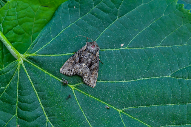 Lacanobia thalassina - borbolya-kertibagoly