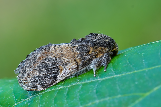 Notodonta tritophus - tarajos púposszövő
