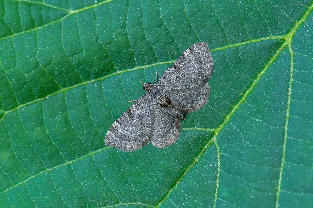 Pasiphila chloerata - hamvas törpearaszoló