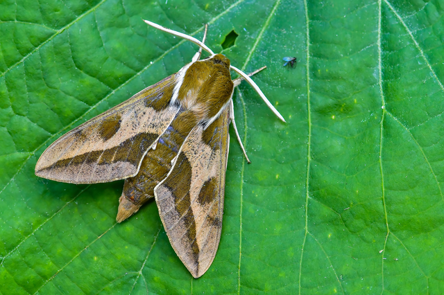 Hyles euphorbiae - kutyatejszender