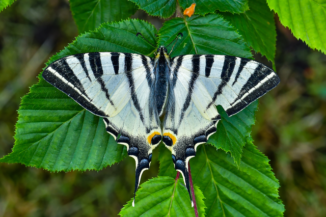 Iphiclides podalirius - kardoslepke