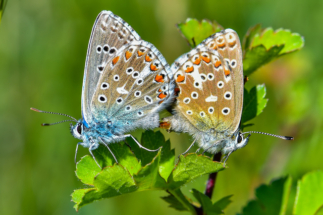 Polyommatus bellargus - égszínű boglárka