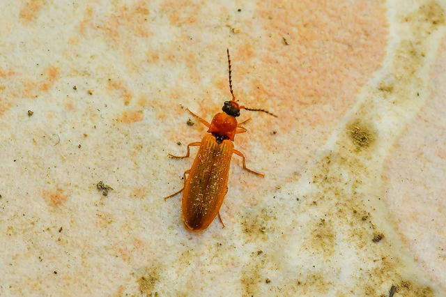 Denticollis linearis - dülledtszemű pattanó