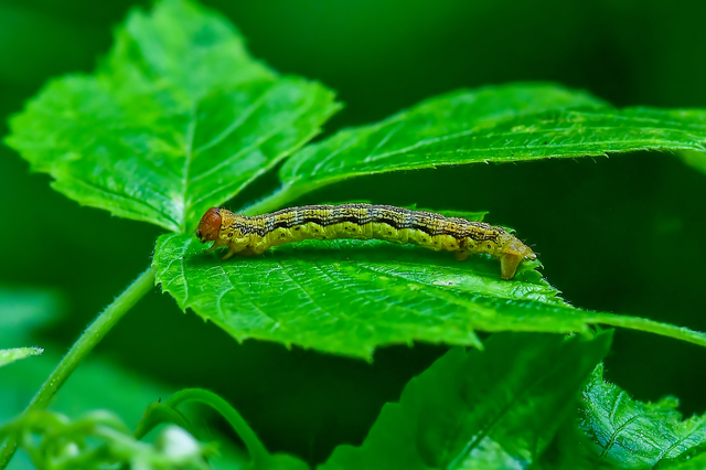 Erannis defoliaria - nagy téliaraszoló