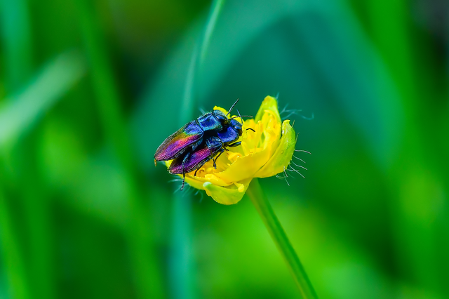 Anthaxia