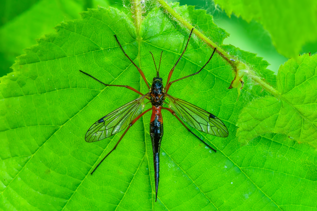Diptera - Kétszárnyúak