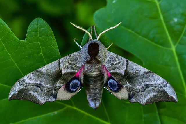Smerinthus ocellatus - esti pávaszem