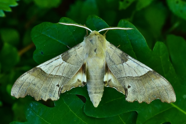 Marumba quercus - tölgyfaszender