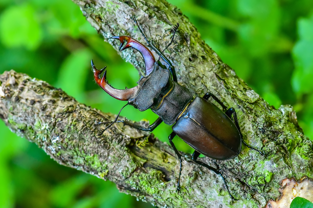 Lucanus cervus - nagy szarvasbogár