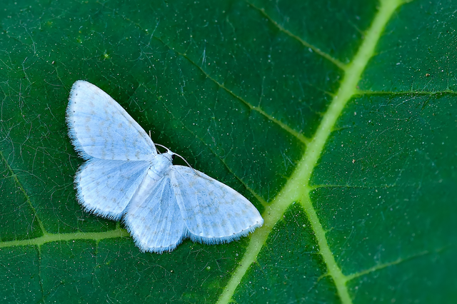 Asthena albulata - gyertyán-fehéraraszoló