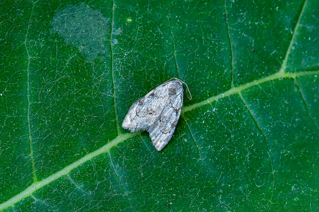 Nola confusalis - apró pamacsosszövő
