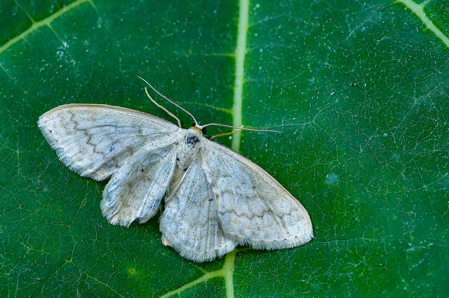 Scopula floslactata - tejfehér sávosaraszoló