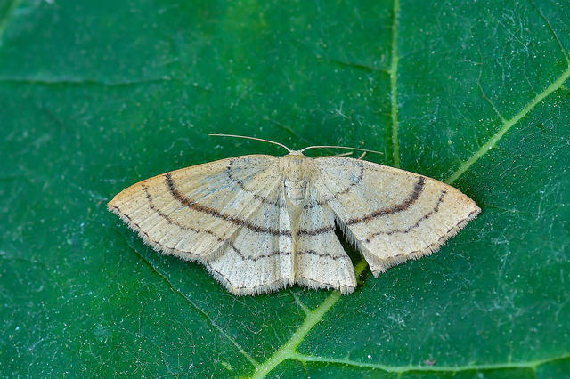 Cyclophora linearia - vonalas pettyesaraszoló