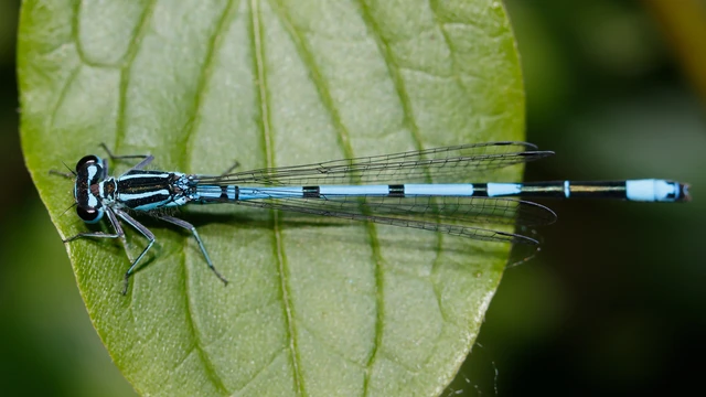 Coenagrion puella - azúrkék légivadász