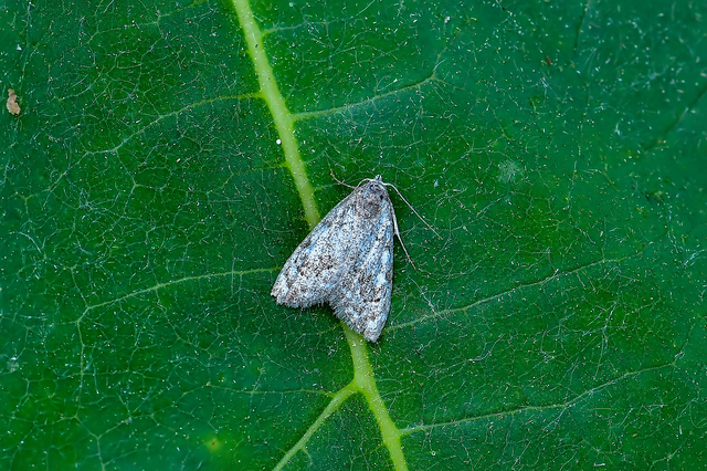 Nola confusalis - apró pamacsosszövő
