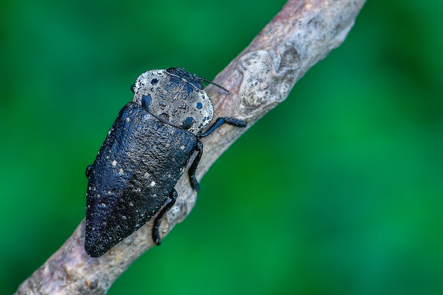 Capnodis tenebrionis - kökény-tükrösdíszbogár