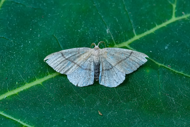 Cyclophora