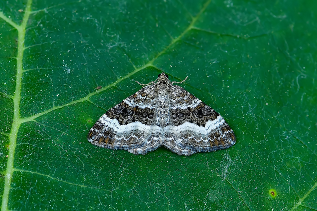 Epirrhoe alternata - galaj-tarkaaraszoló
