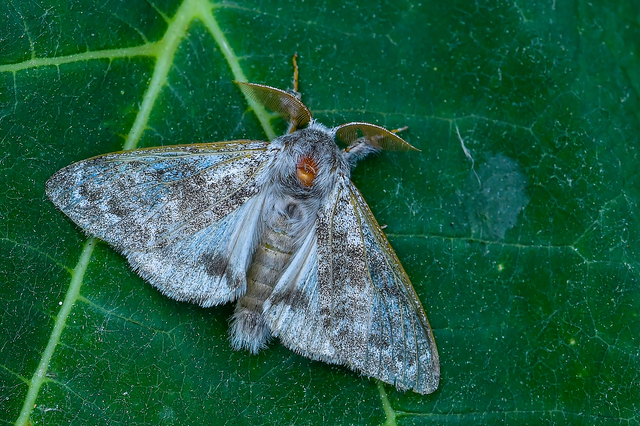 Calliteara pudibunda - hamvasszövő